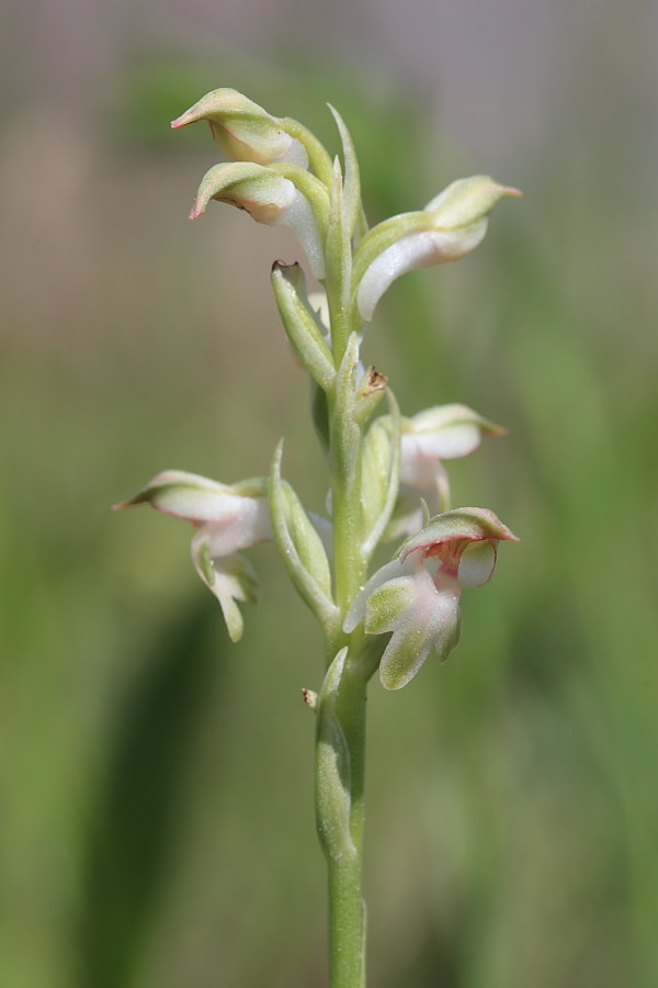 Un breve pomeriggio per orchidee!! (Isola d''Elba)